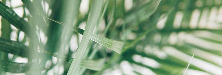 Palm-unsplash