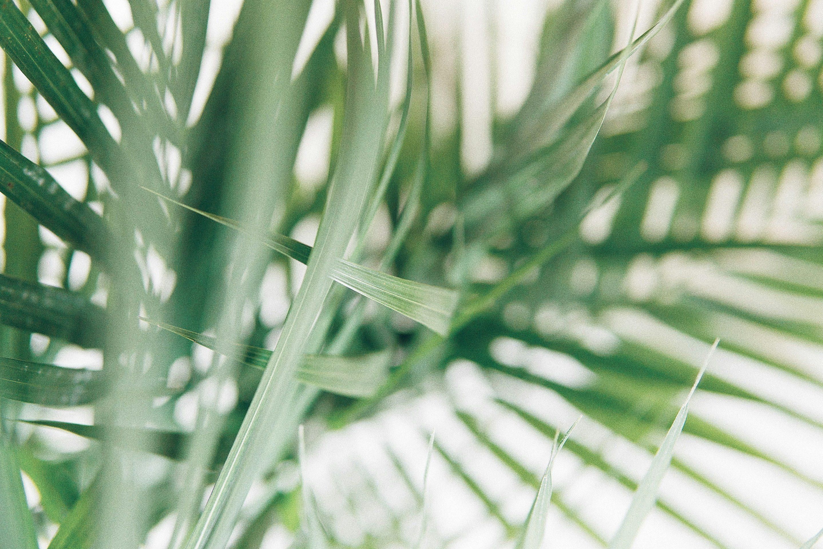 Palm-unsplash