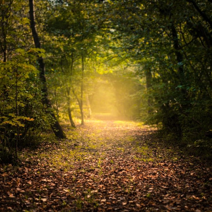 Forrest-path